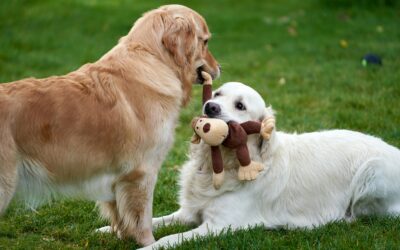Éducation chiens positive pour une relation harmonieuse