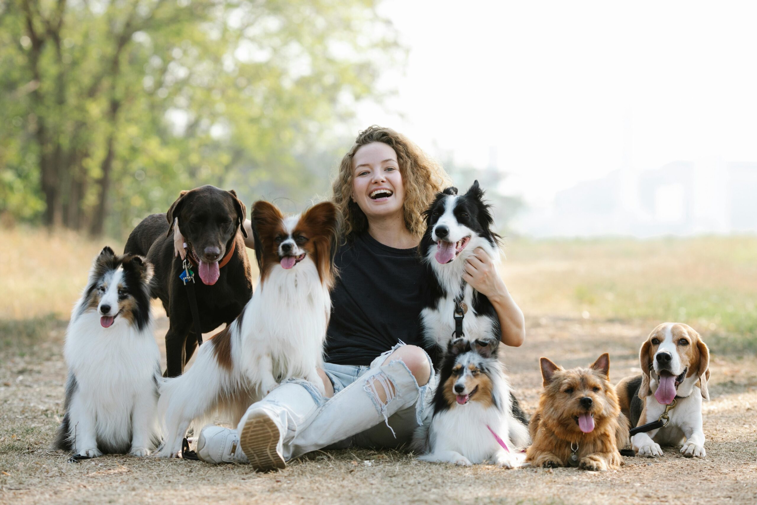 éducation chiens éducation chiens