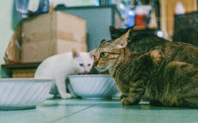 Éducation chats : conseils pour une cohabitation harmonieuse